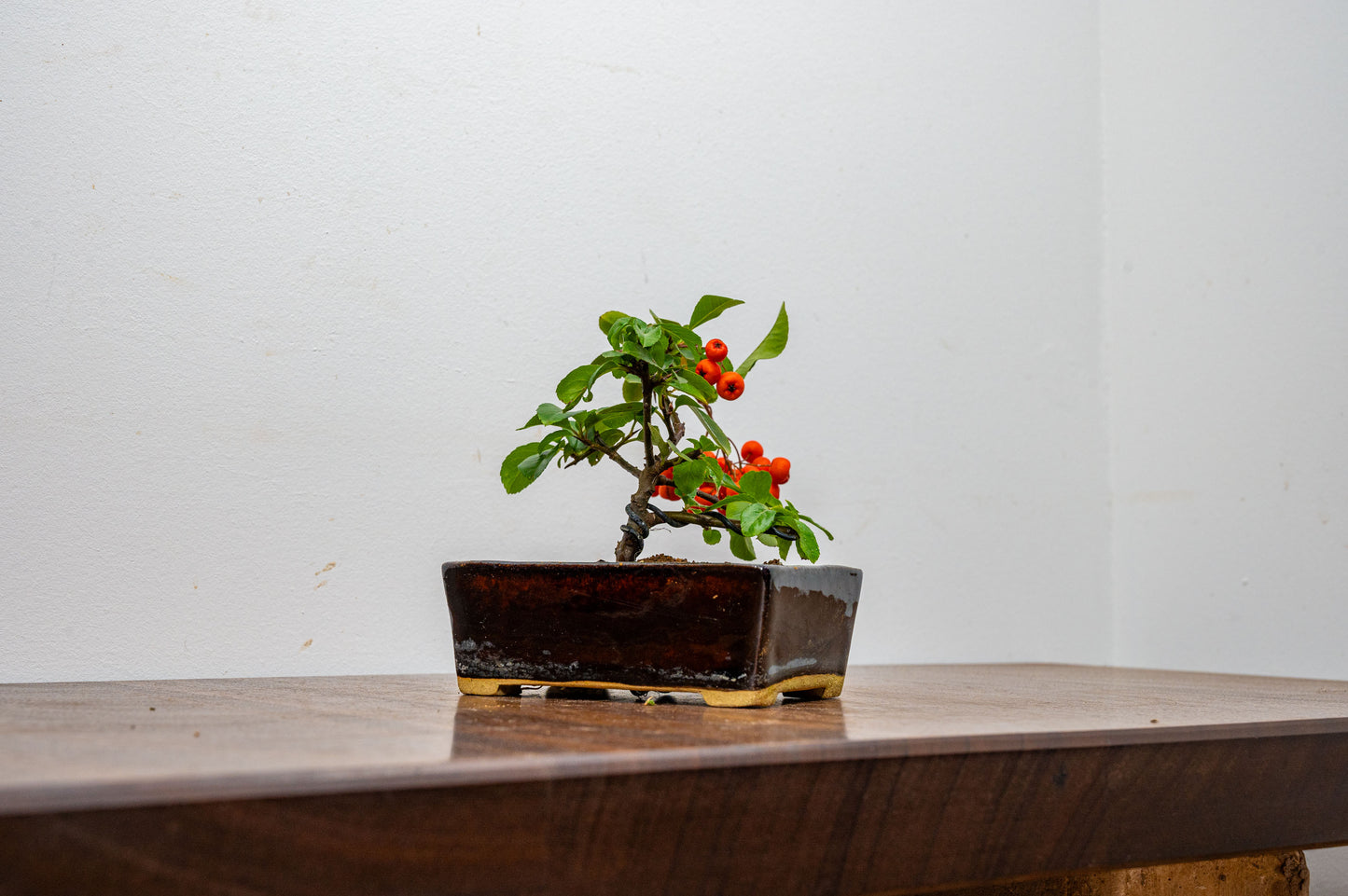 Pyracantha Bonsai Tree