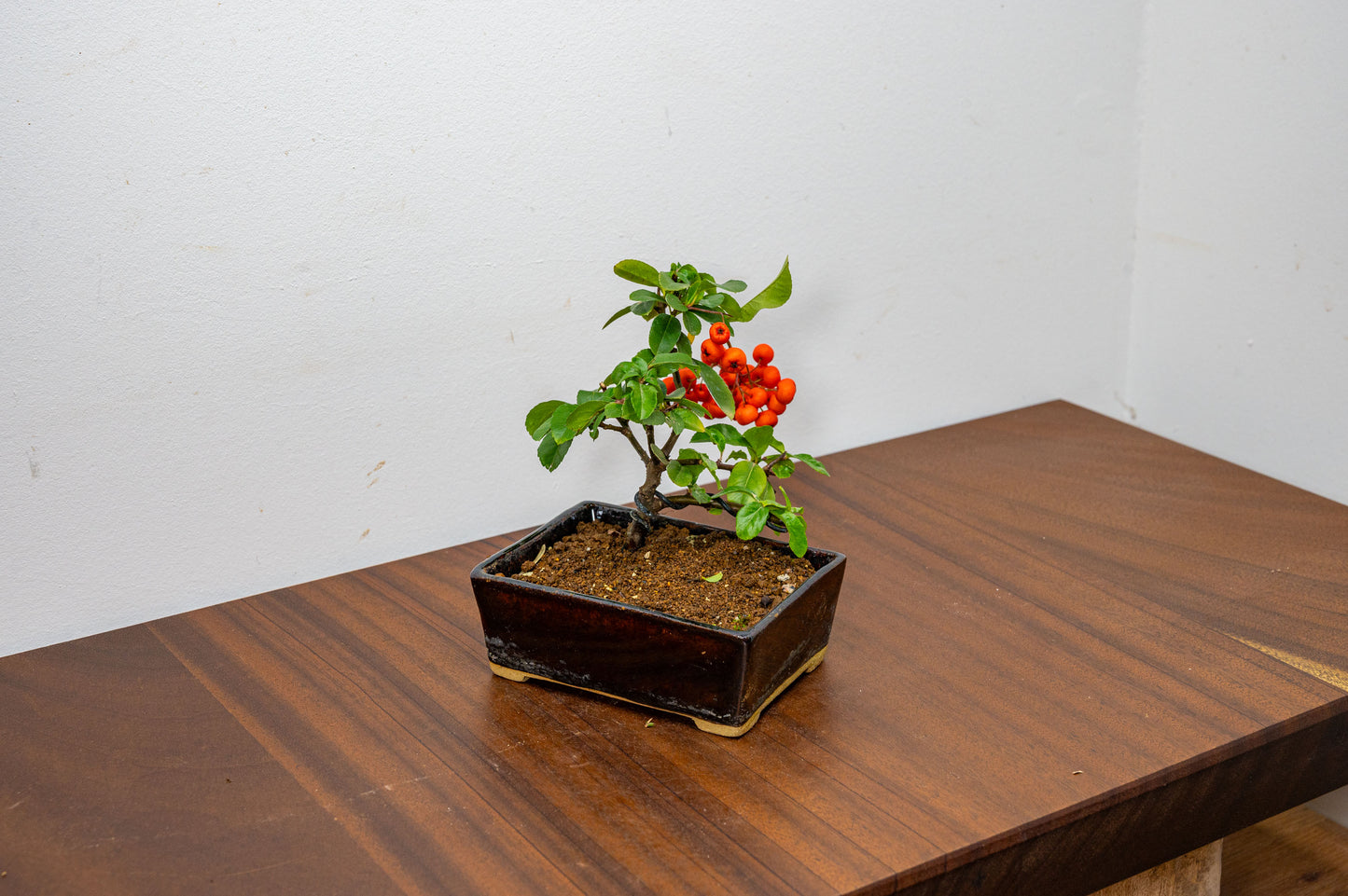 Pyracantha Bonsai Tree