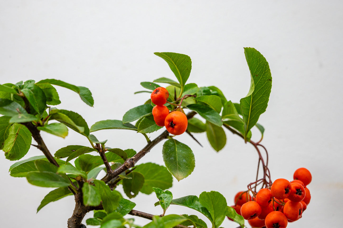 Pyracantha Bonsai Tree