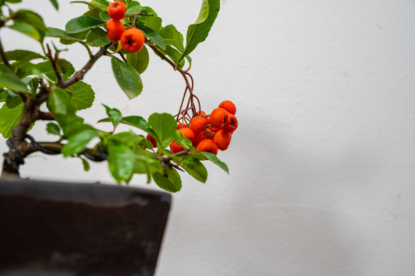 Pyracantha Bonsai Tree