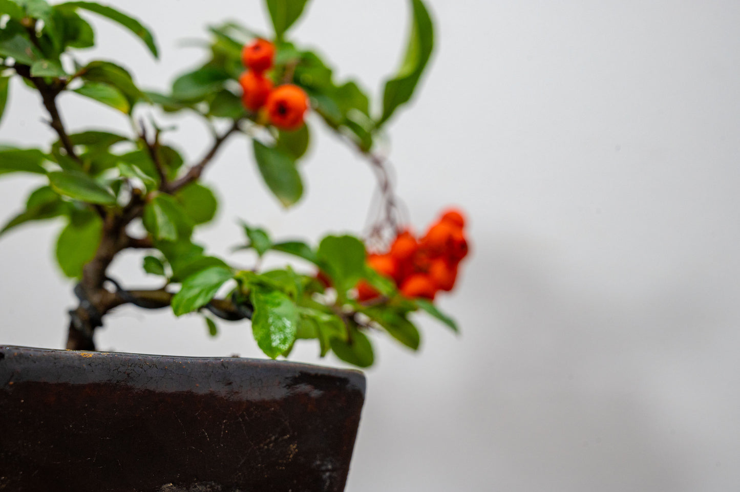 Pyracantha Bonsai Tree