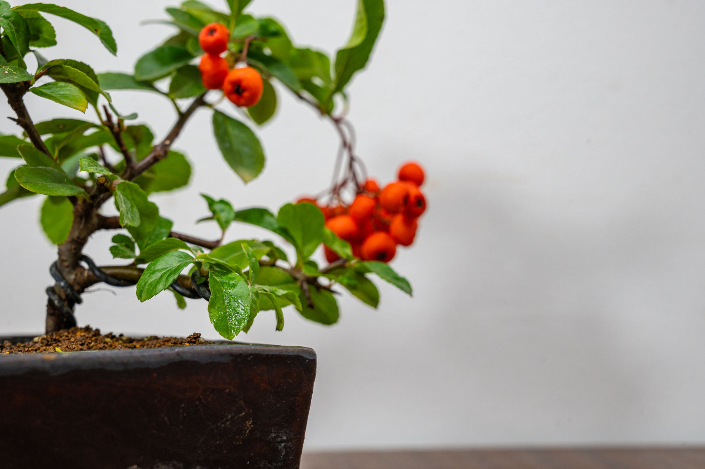 Pyracantha Bonsai Tree