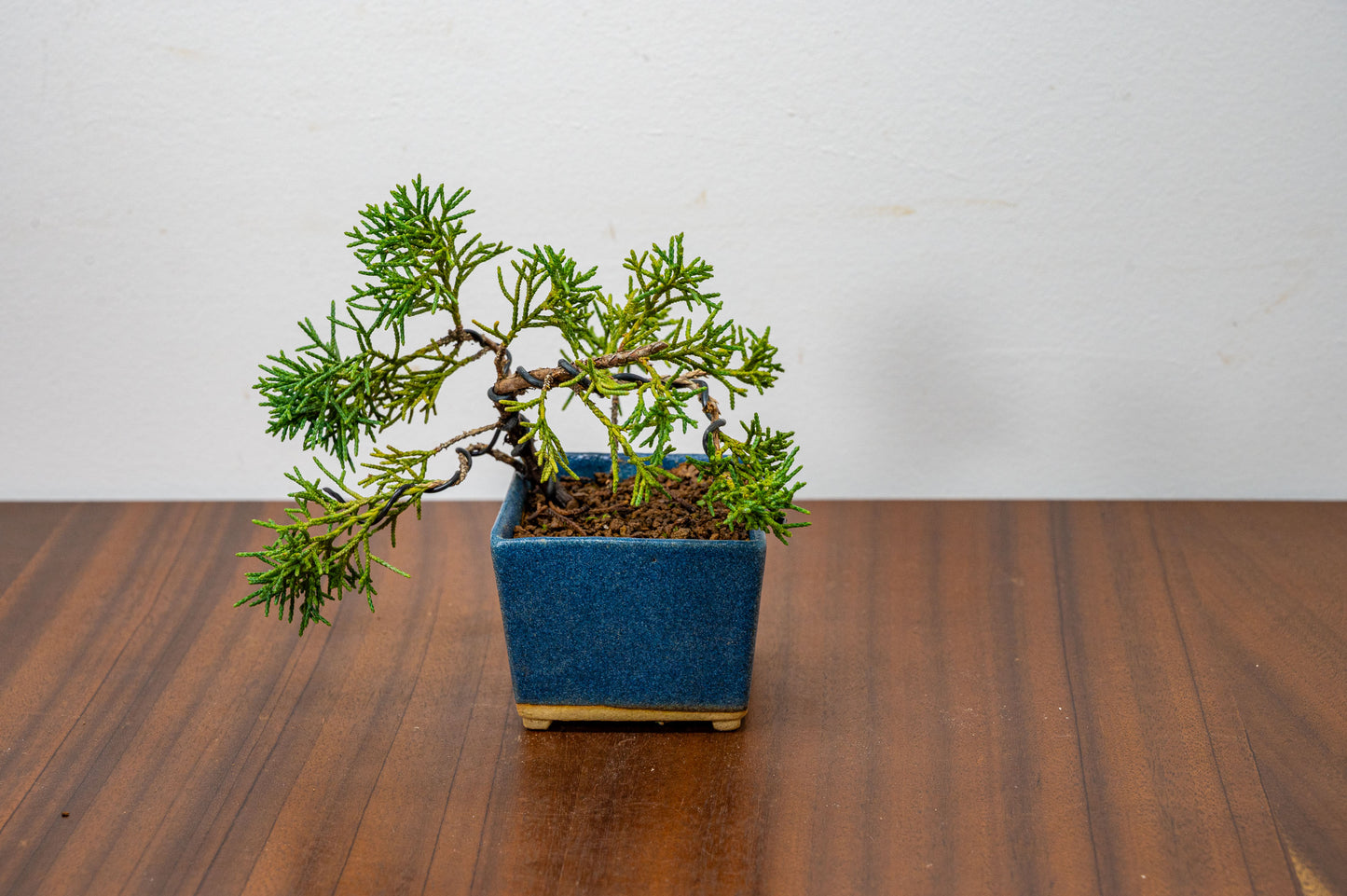 Juniper -Juniperus Chinesis Blaauw