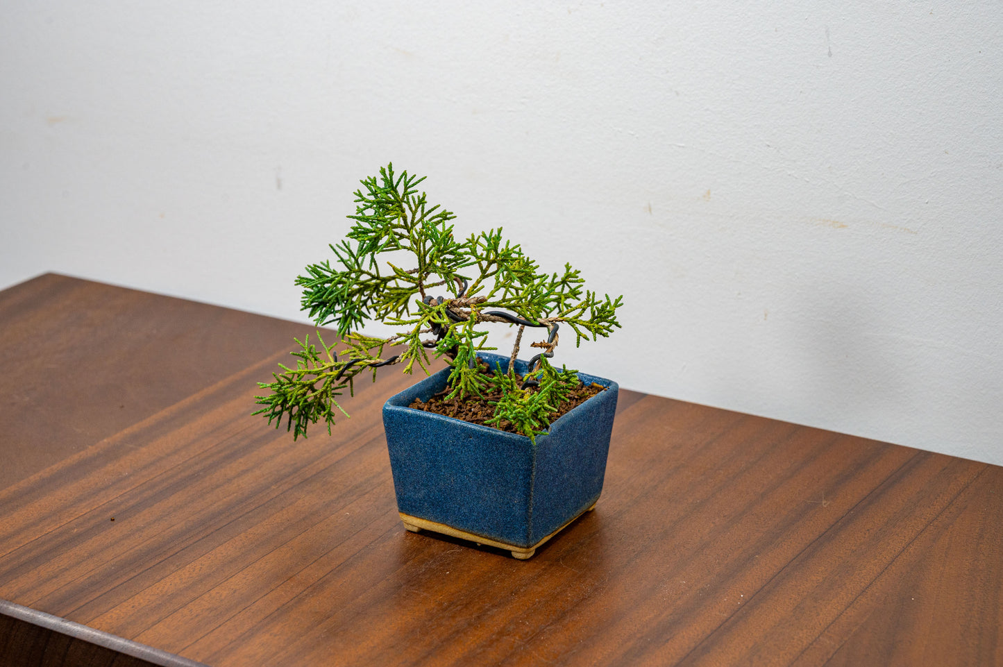 Juniper -Juniperus Chinesis Blaauw