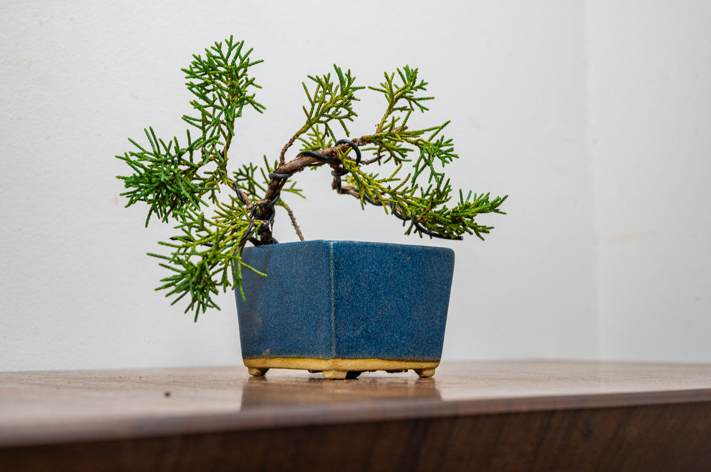 Juniper -Juniperus Chinesis Blaauw