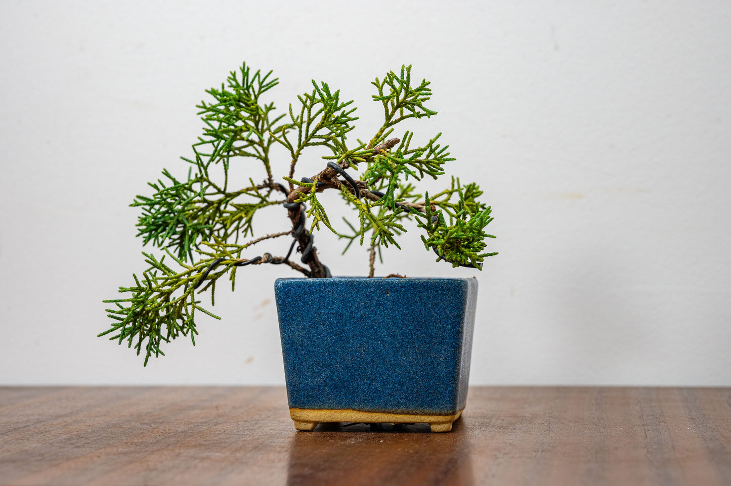 Juniper -Juniperus Chinesis Blaauw