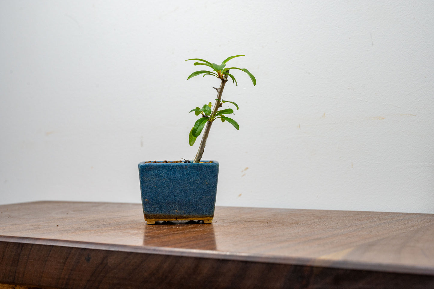 Pyracantha Bonsai  Starter Tree