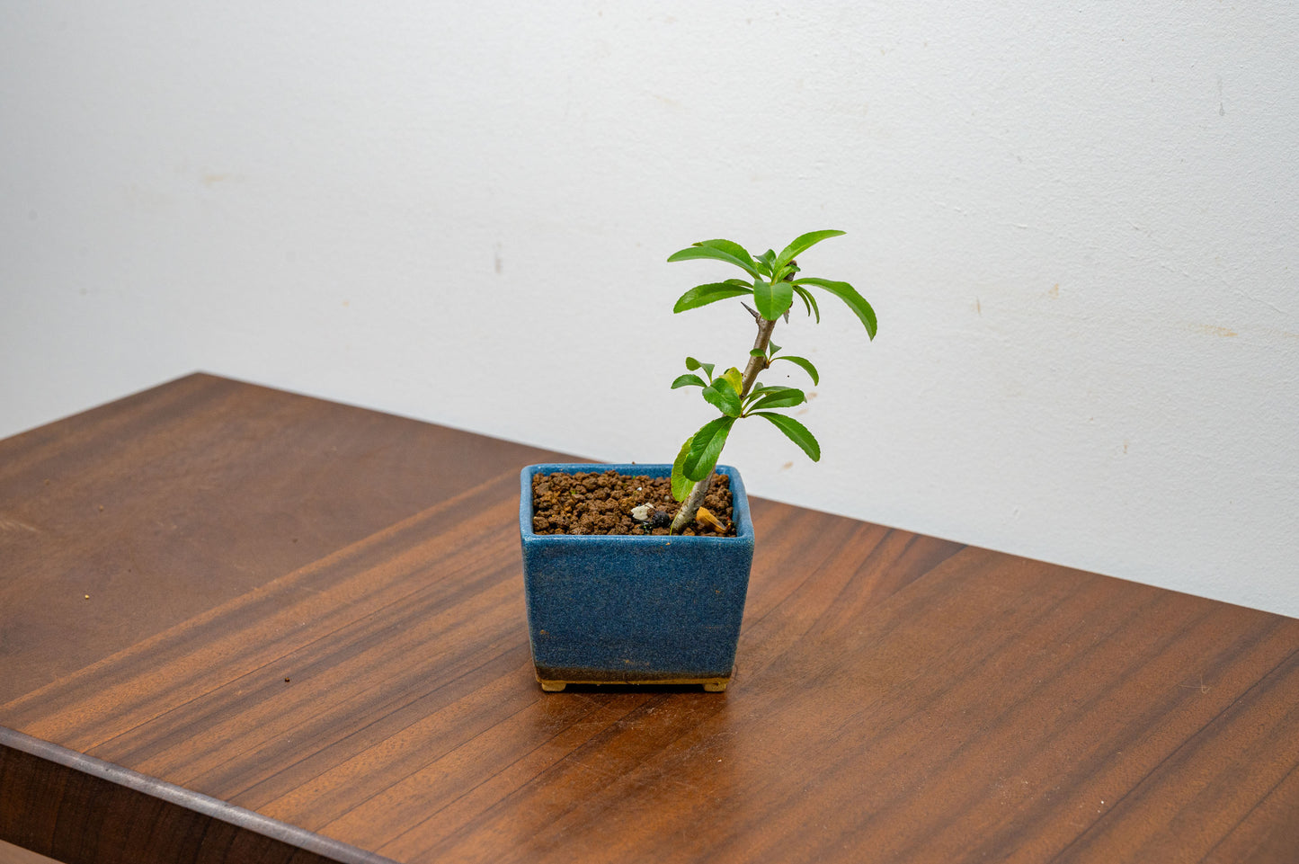 Pyracantha Bonsai  Starter Tree