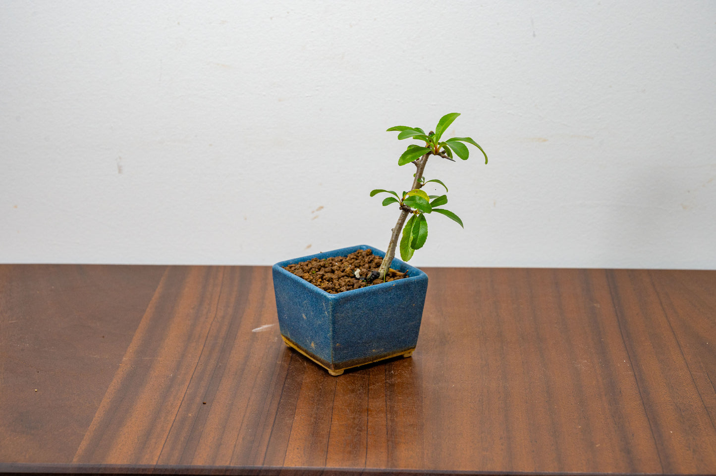 Pyracantha Bonsai  Starter Tree