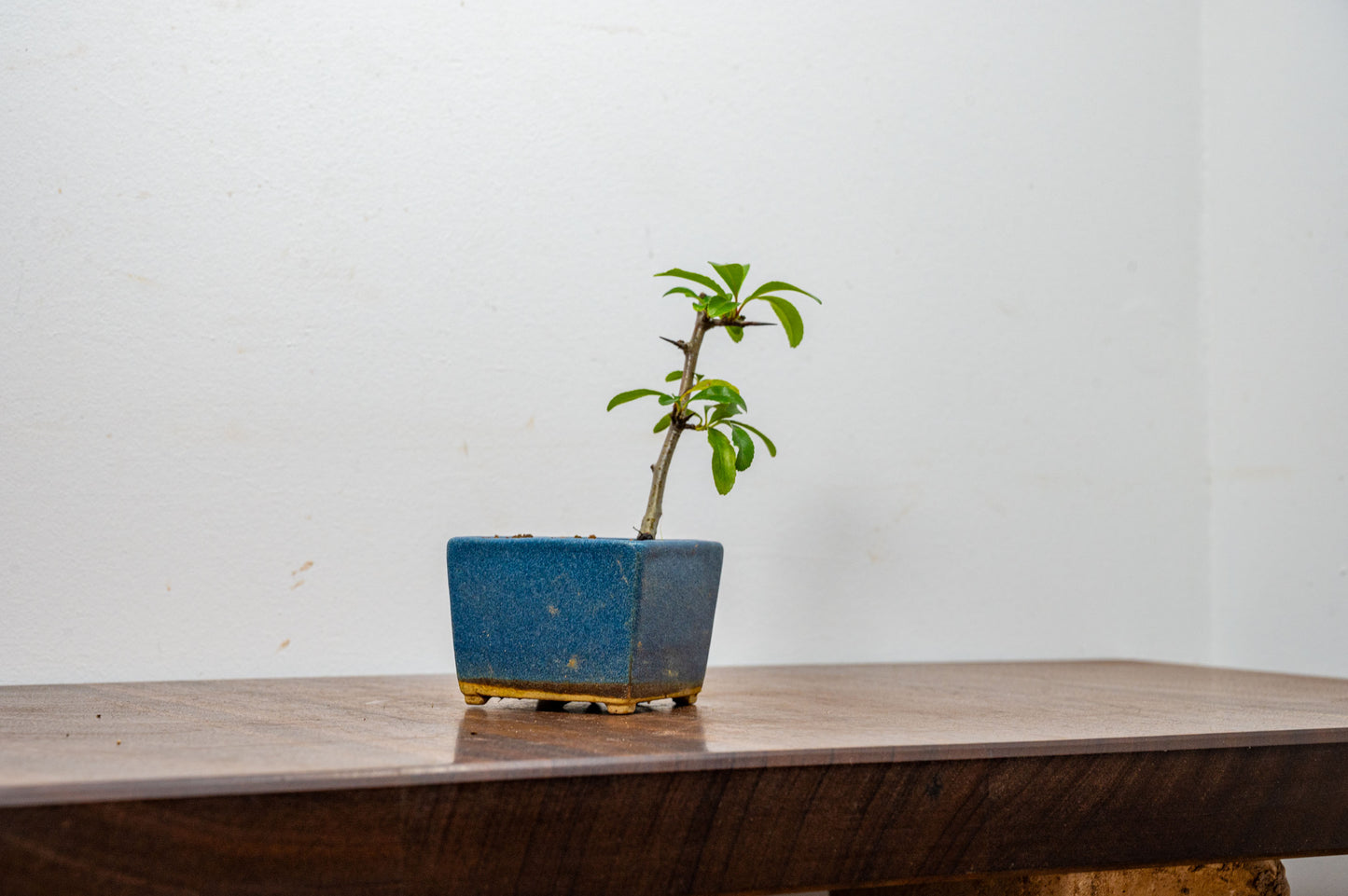 Pyracantha Bonsai  Starter Tree