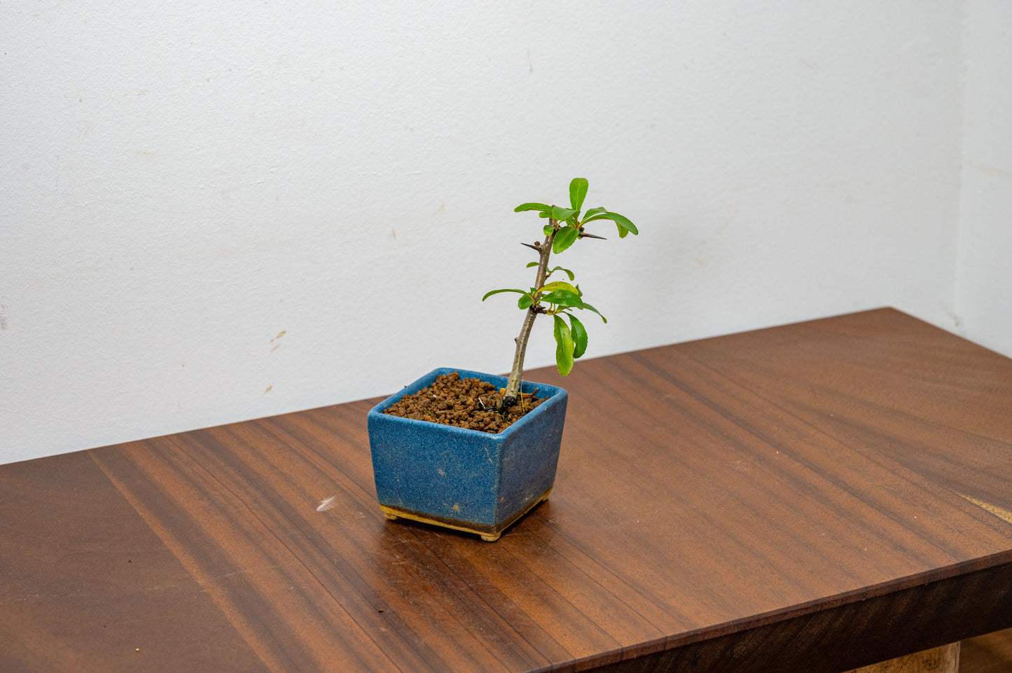 Pyracantha Bonsai  Starter Tree