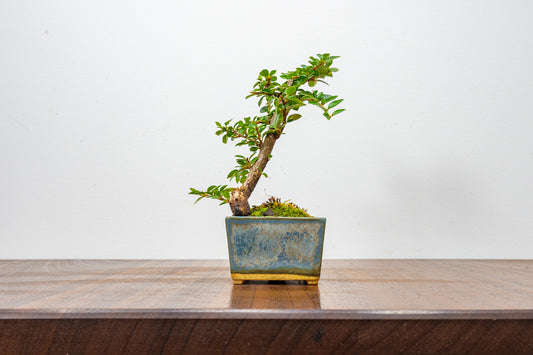 Cotoneaster Bonsai Tree