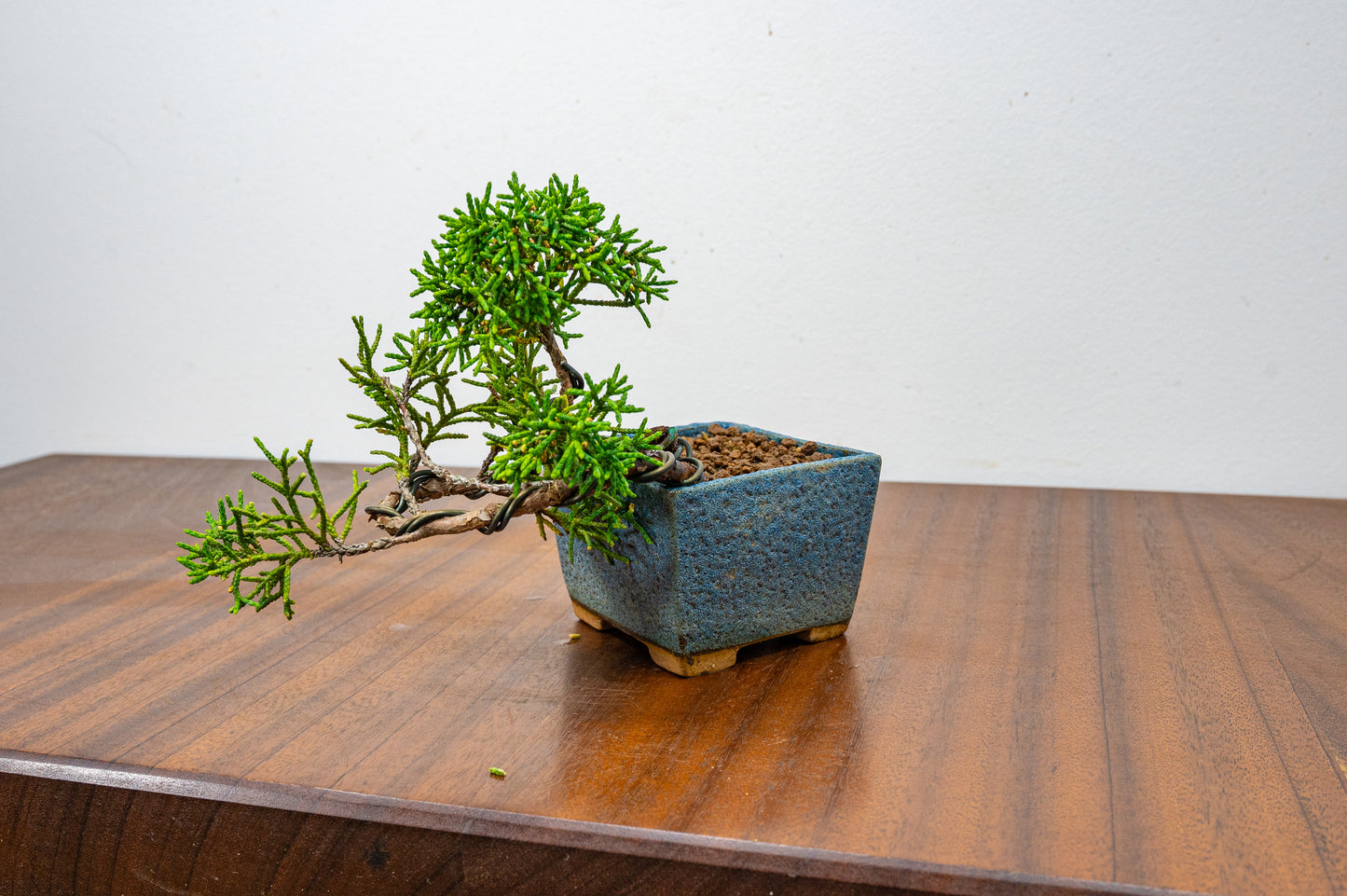 Juniper -Juniperus Chinesis Blaauw