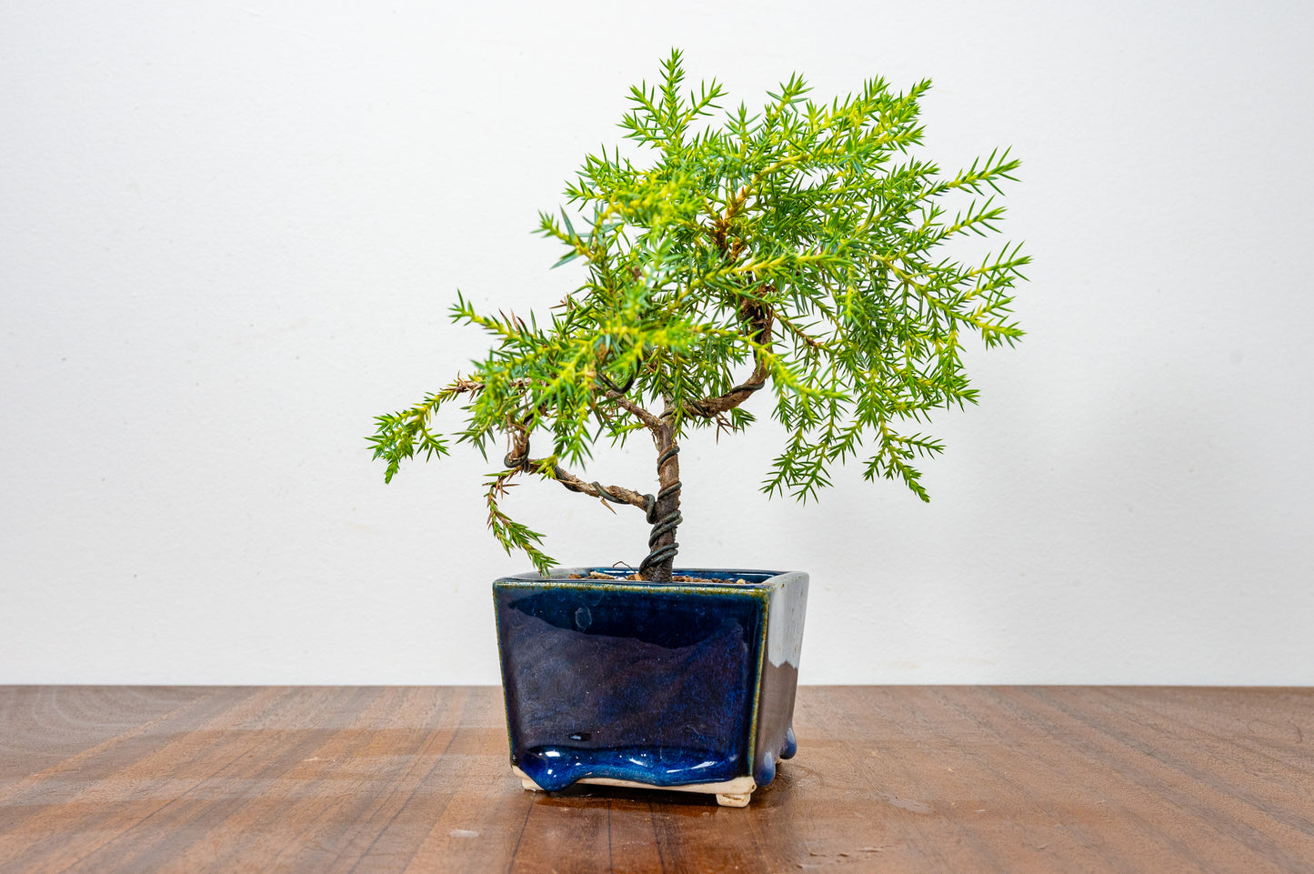 Juniper -Juniperus Chinesis Blaauw