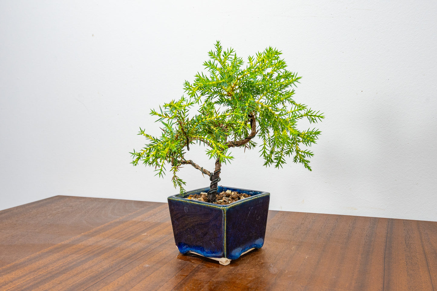 Juniper -Juniperus