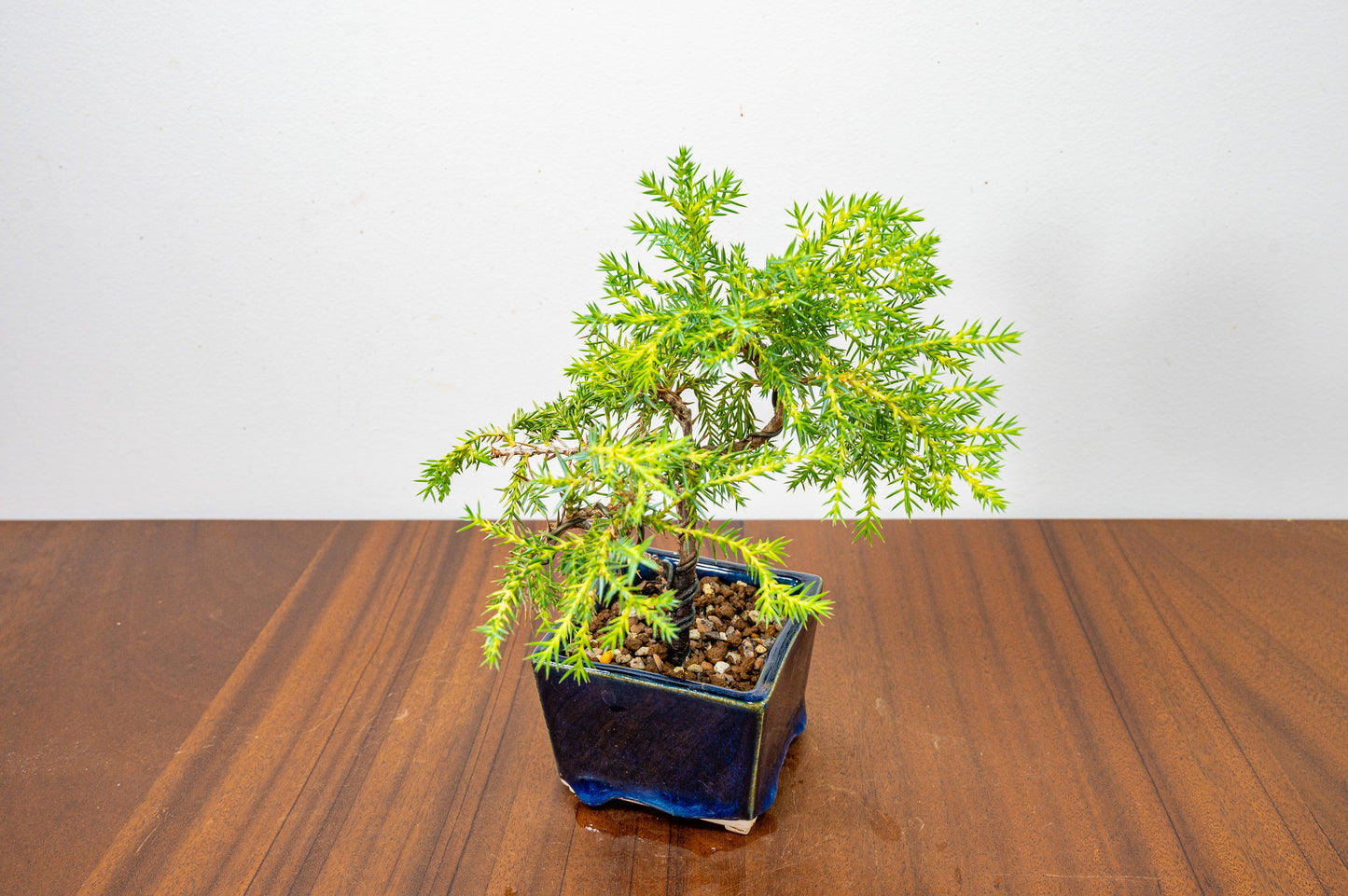 Juniper -Juniperus