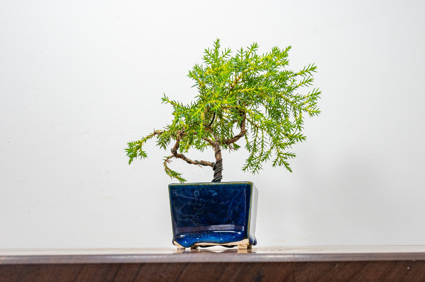 Juniper -Juniperus