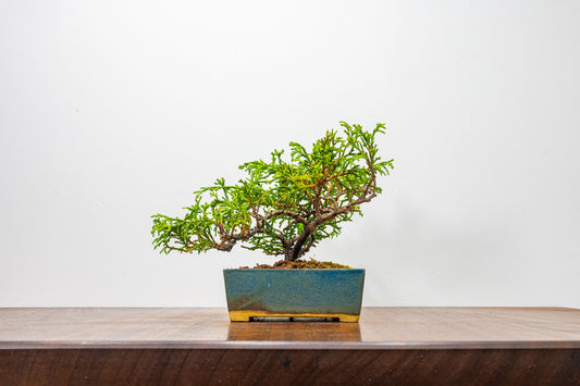 False Cypress Bonsai