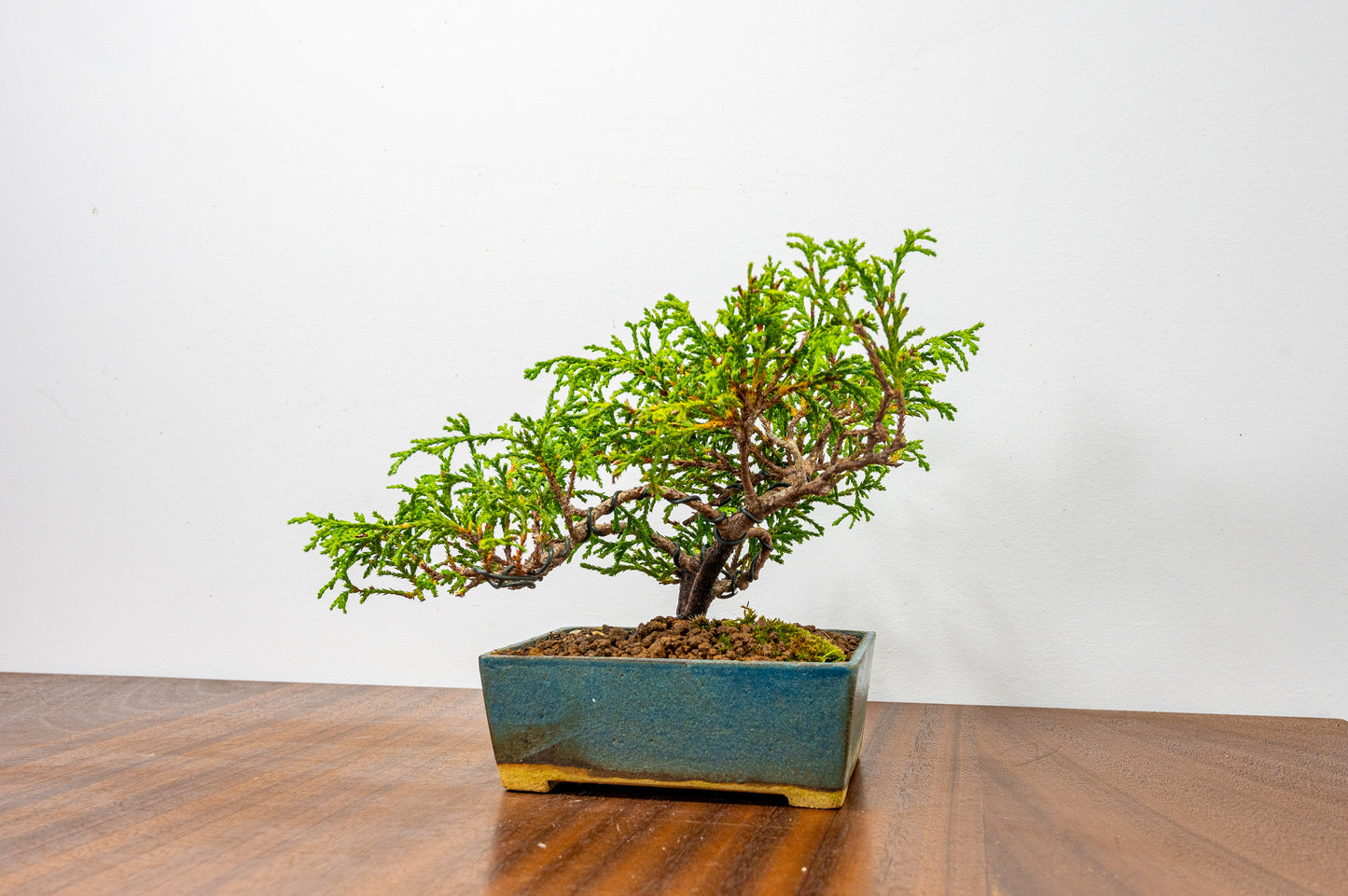 False Cypress Bonsai