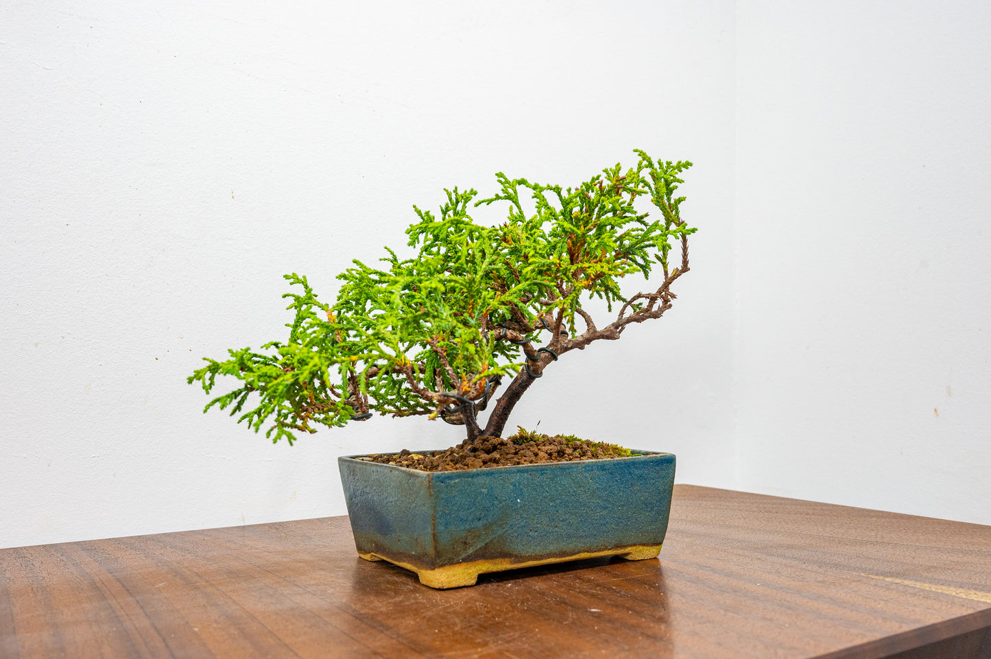 False Cypress Bonsai