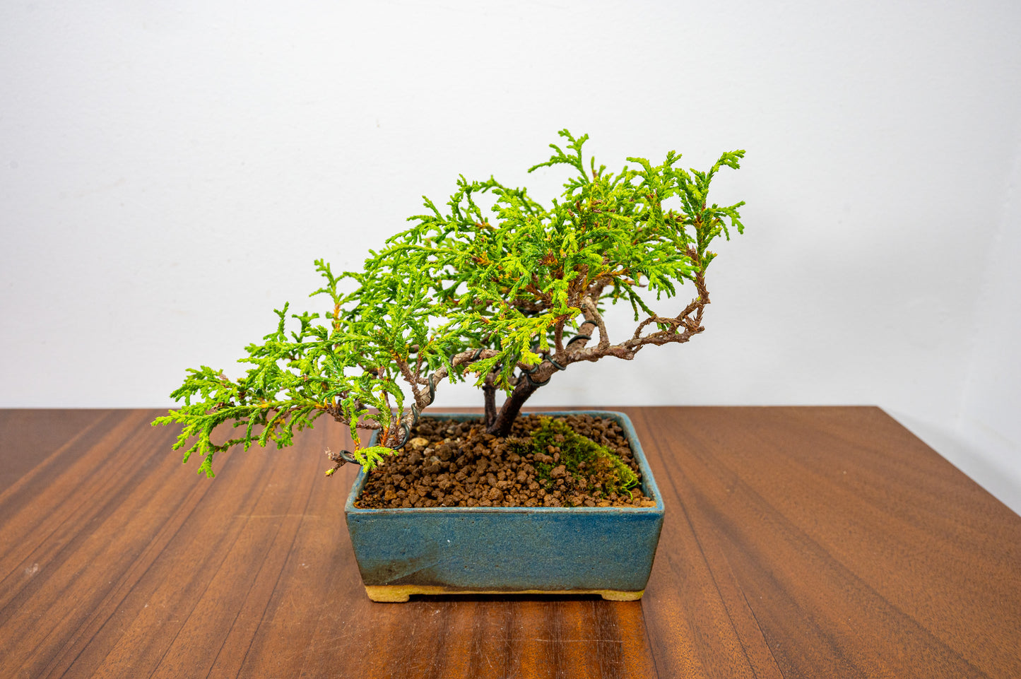 False Cypress Bonsai