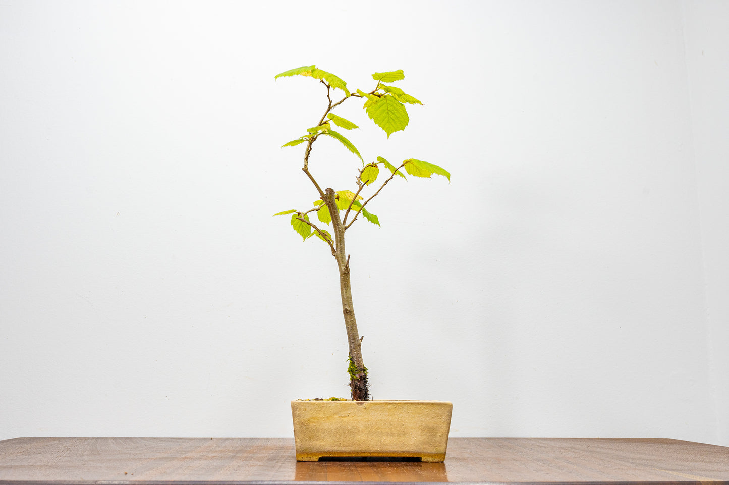 Hornbeam Bonsai Starter Tree