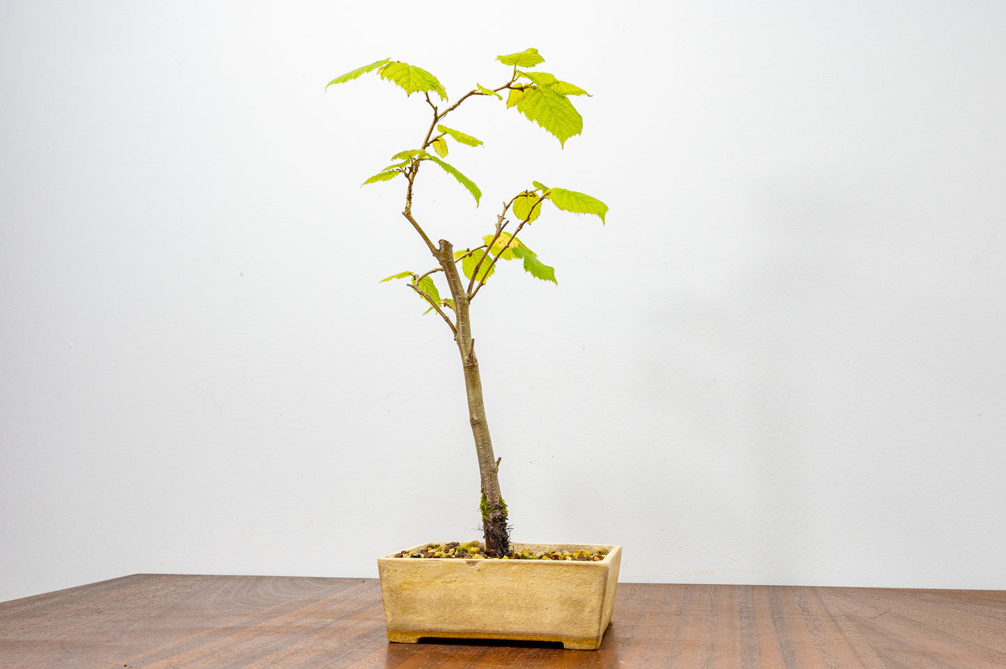 Hornbeam Bonsai Starter Tree