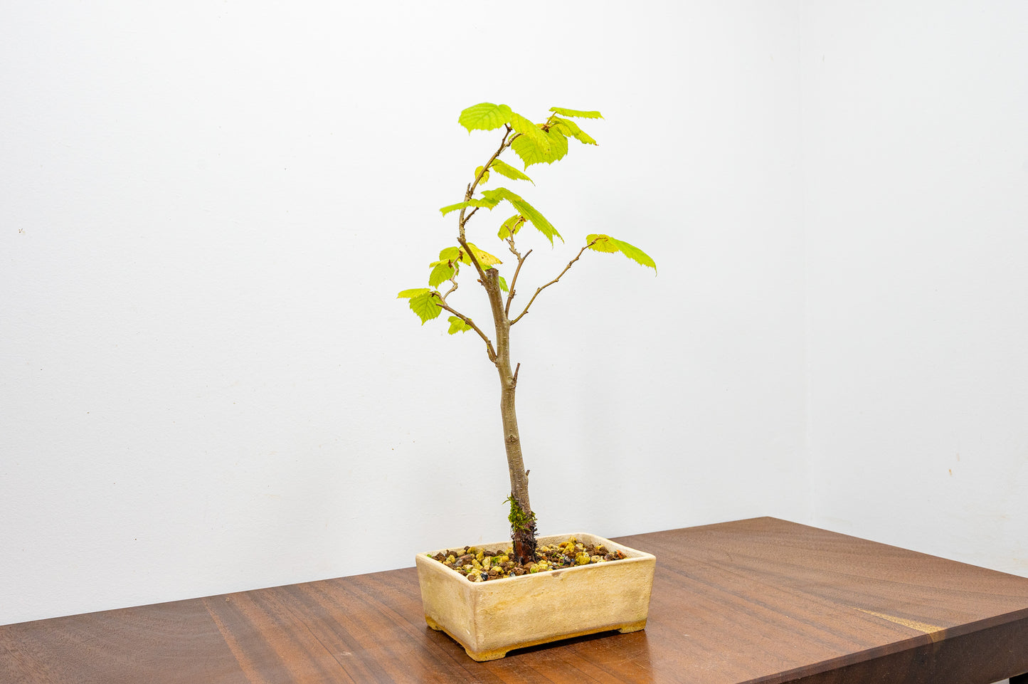 Hornbeam Bonsai Starter Tree