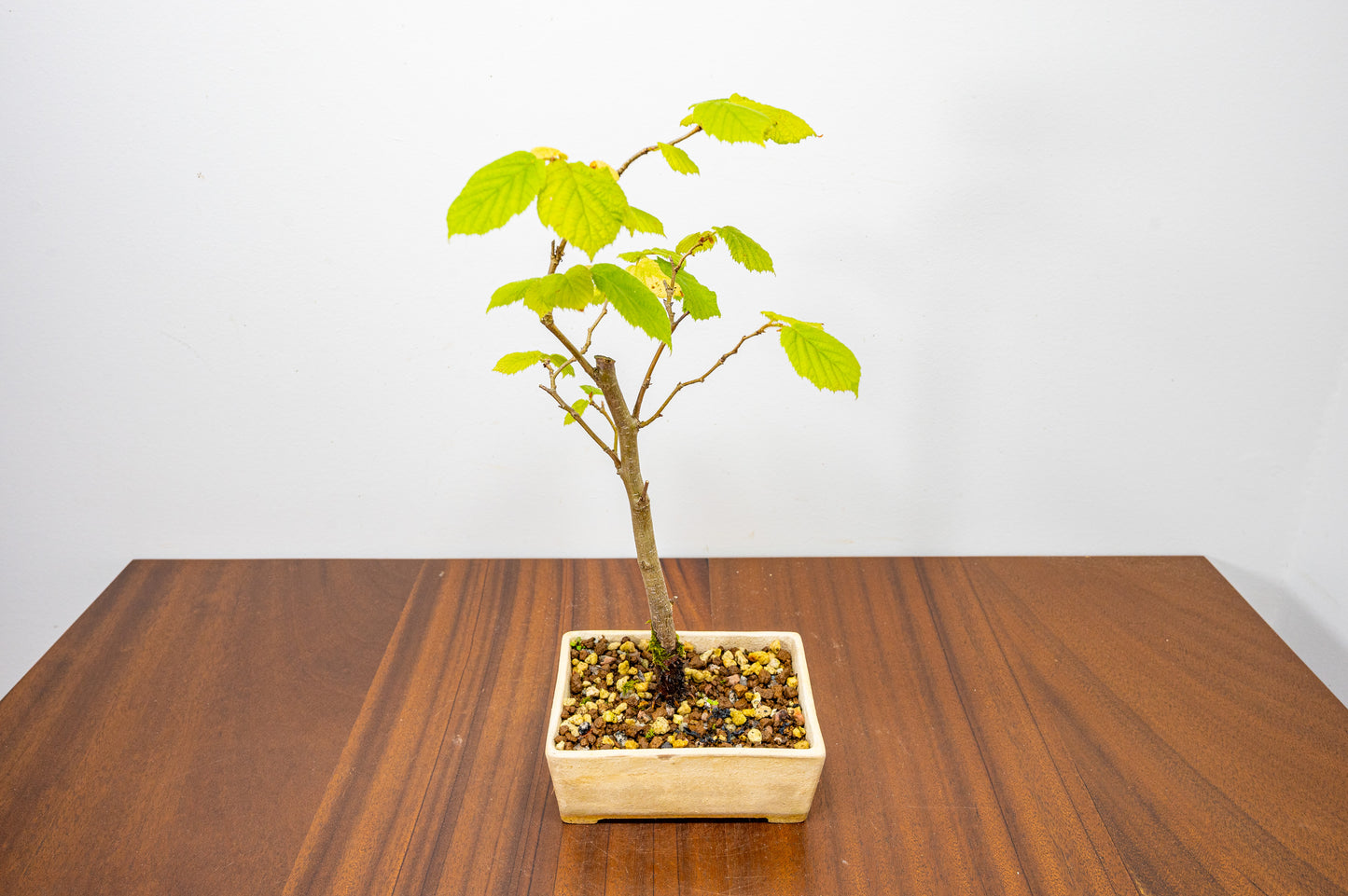 Hornbeam Bonsai Starter Tree