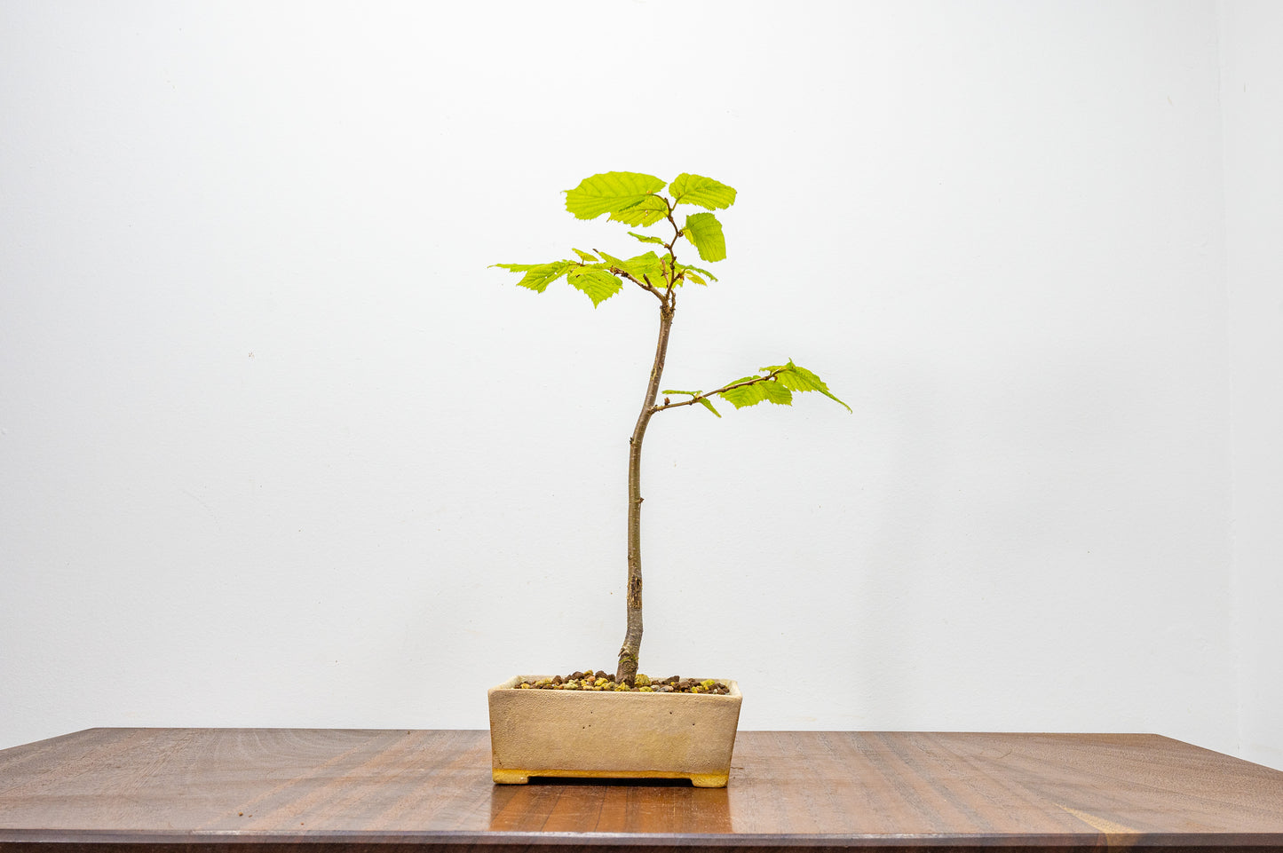 Hornbeam Bonsai Starter Tree