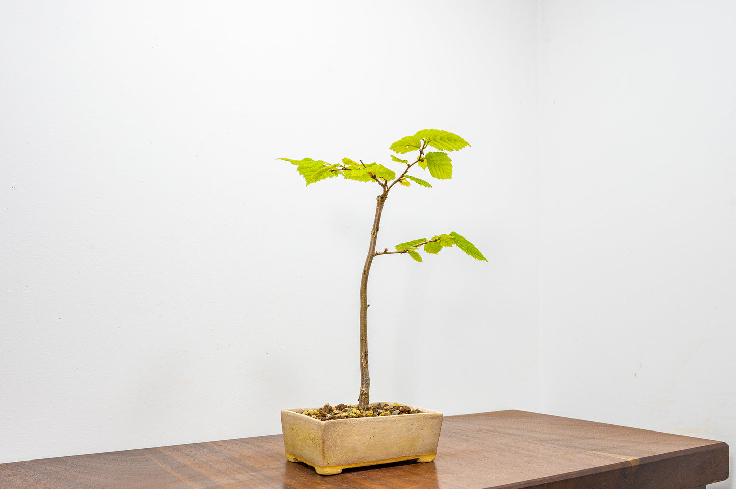 Hornbeam Bonsai Starter Tree