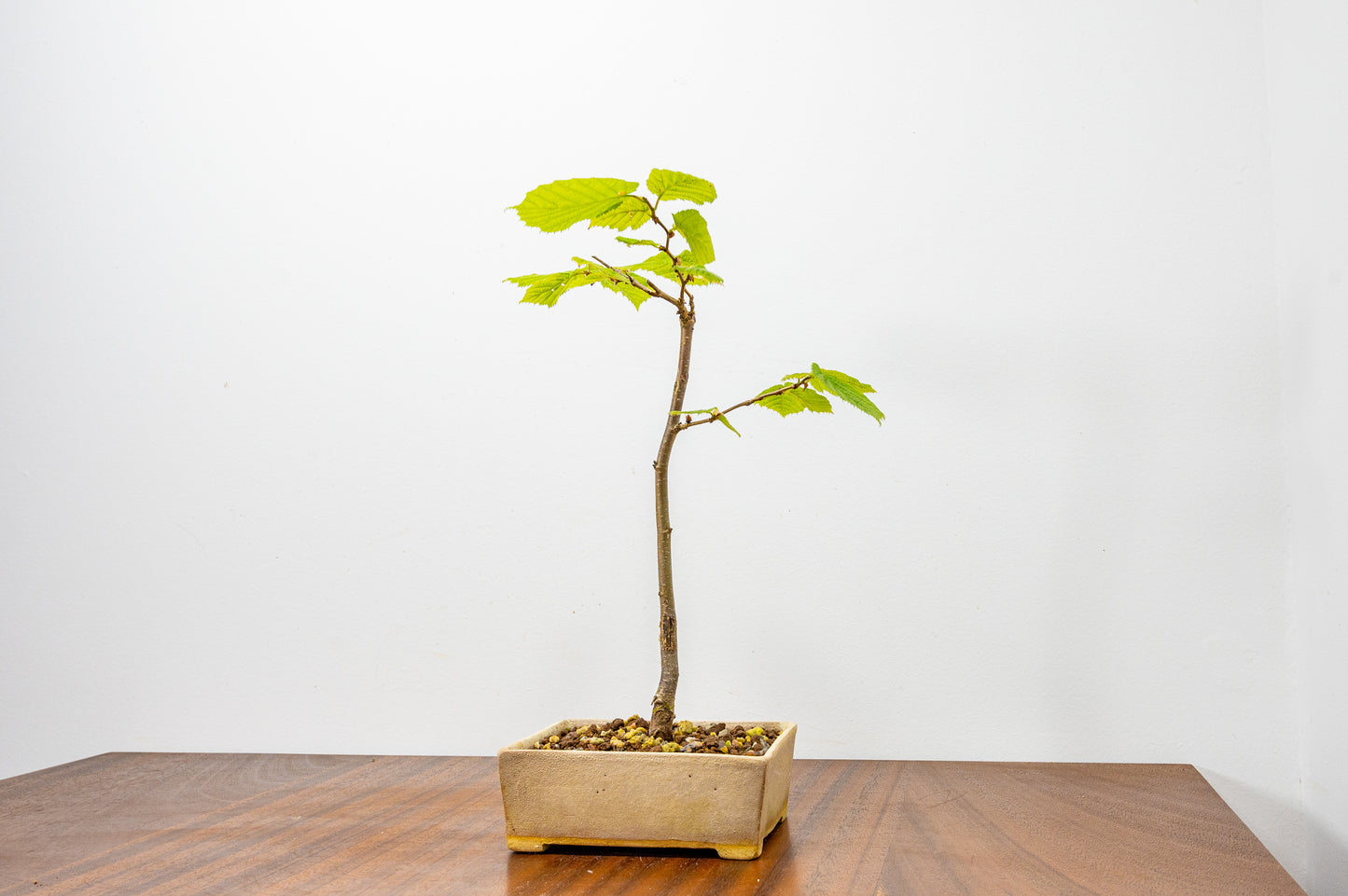 Hornbeam Bonsai Starter Tree