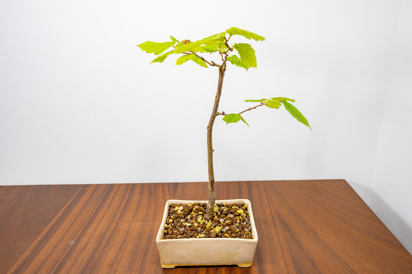 Hornbeam Bonsai Starter Tree