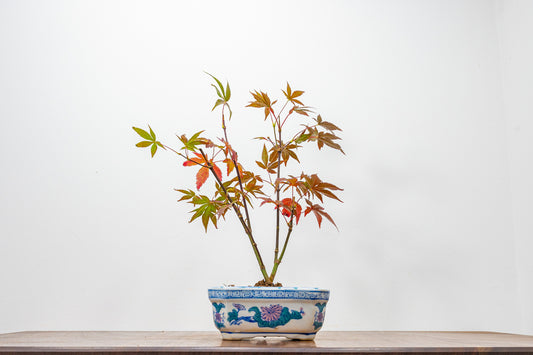 Japanese Maple Bonsai