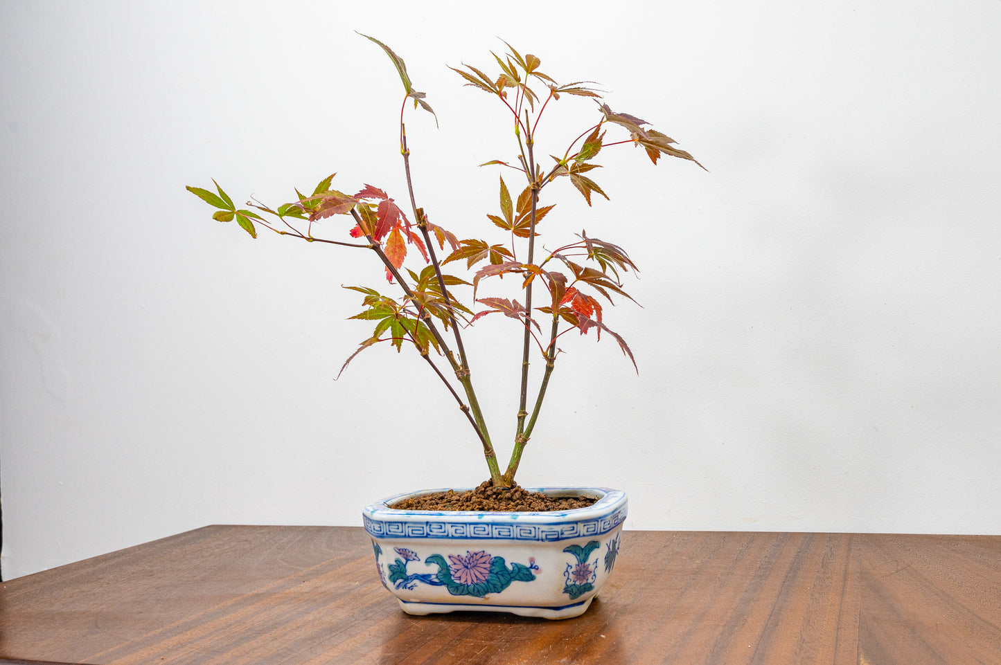 Japanese Maple Bonsai