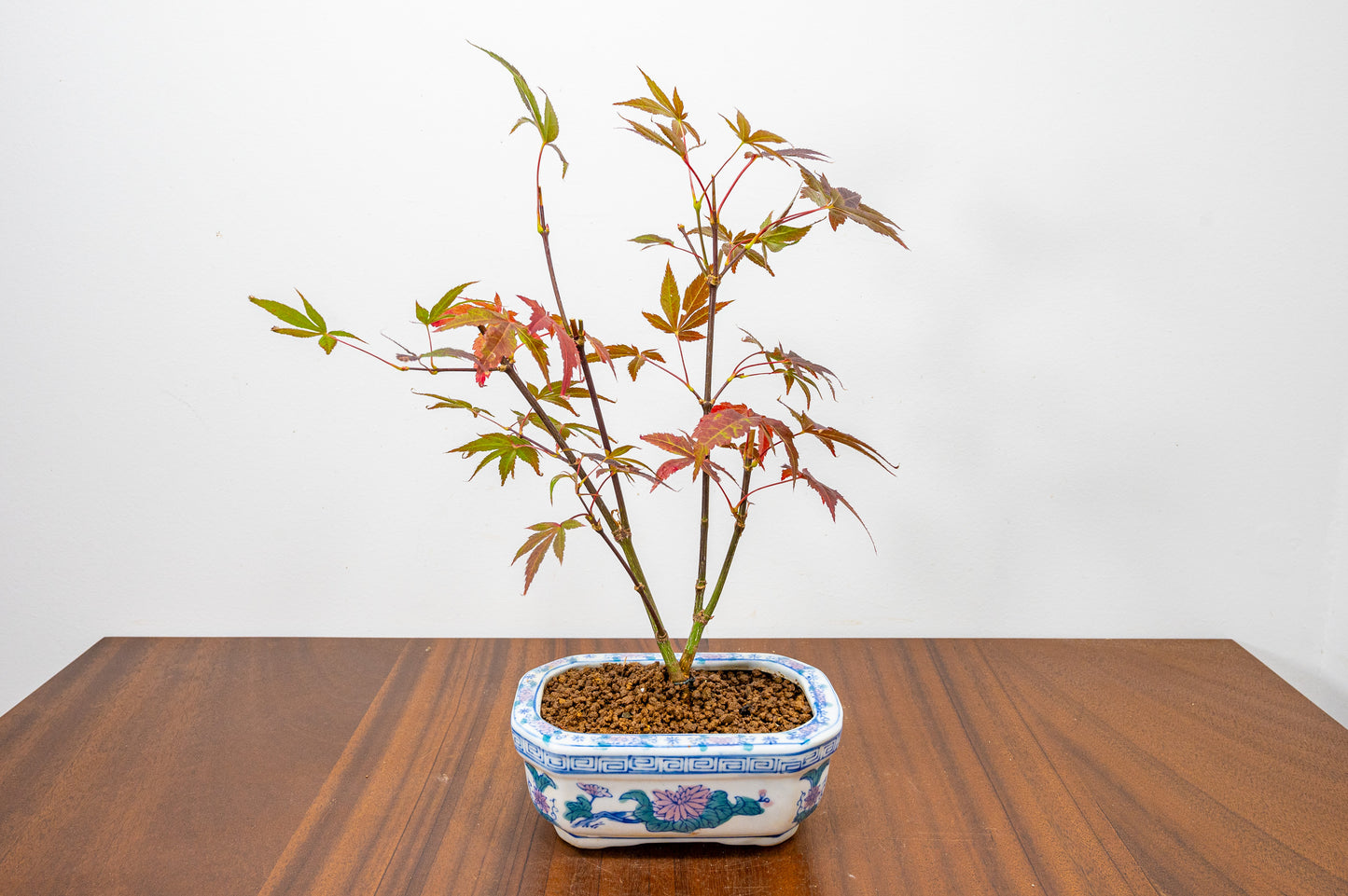 Japanese Maple Bonsai