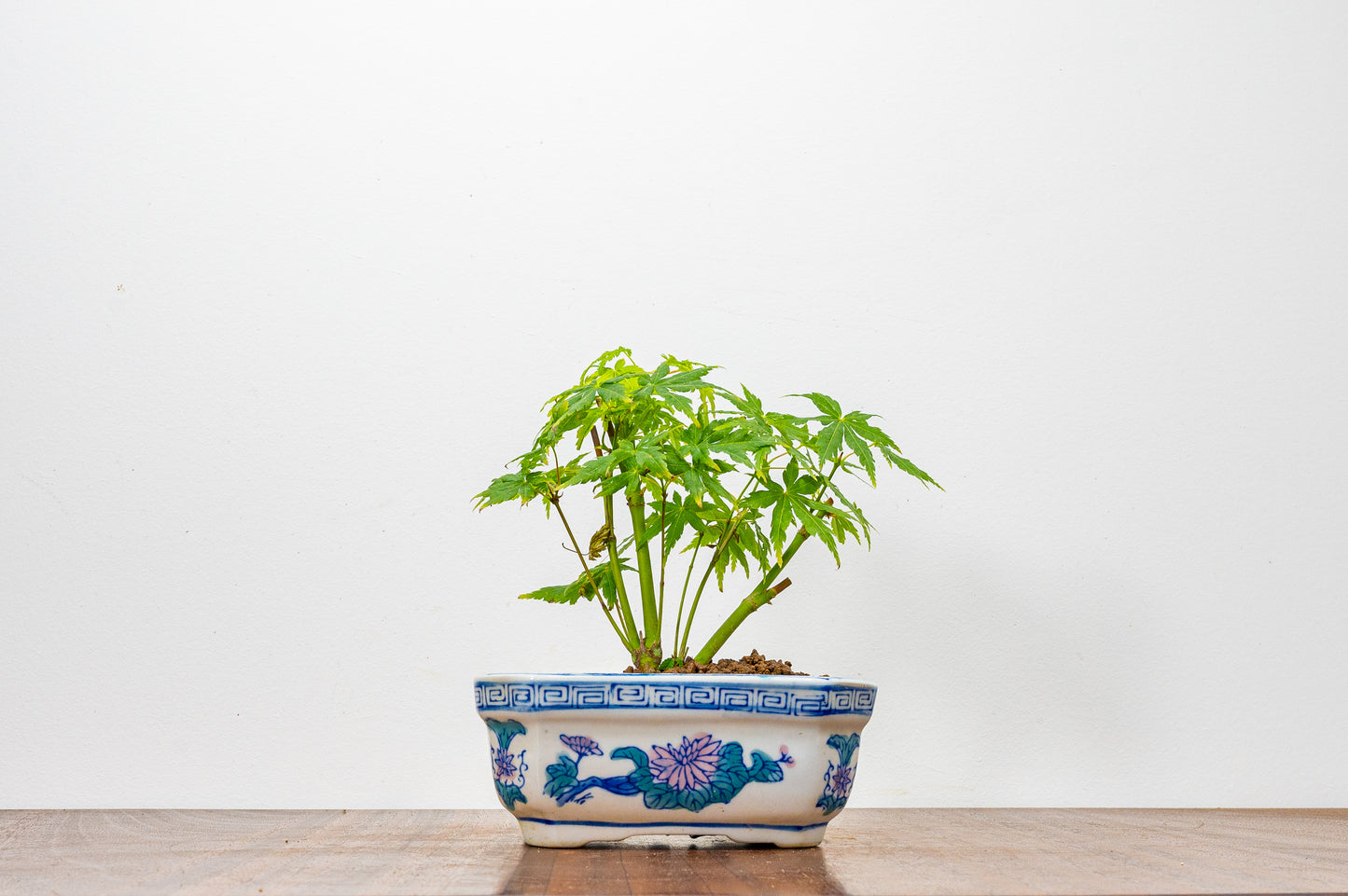 Japanese Maple Bonsai