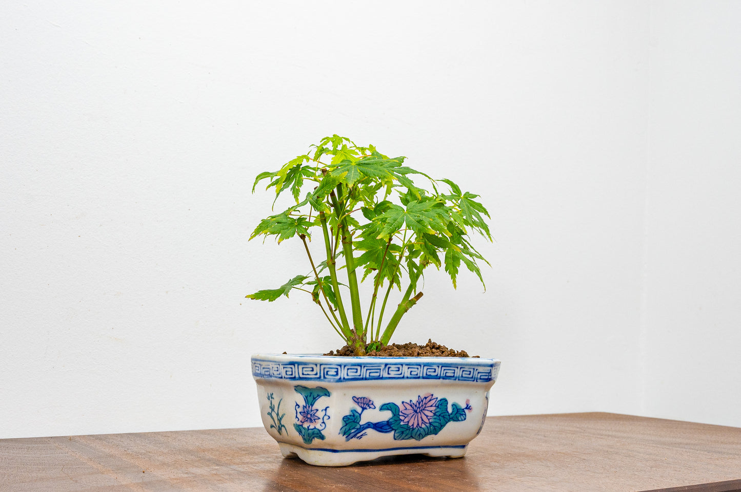 Japanese Maple Bonsai