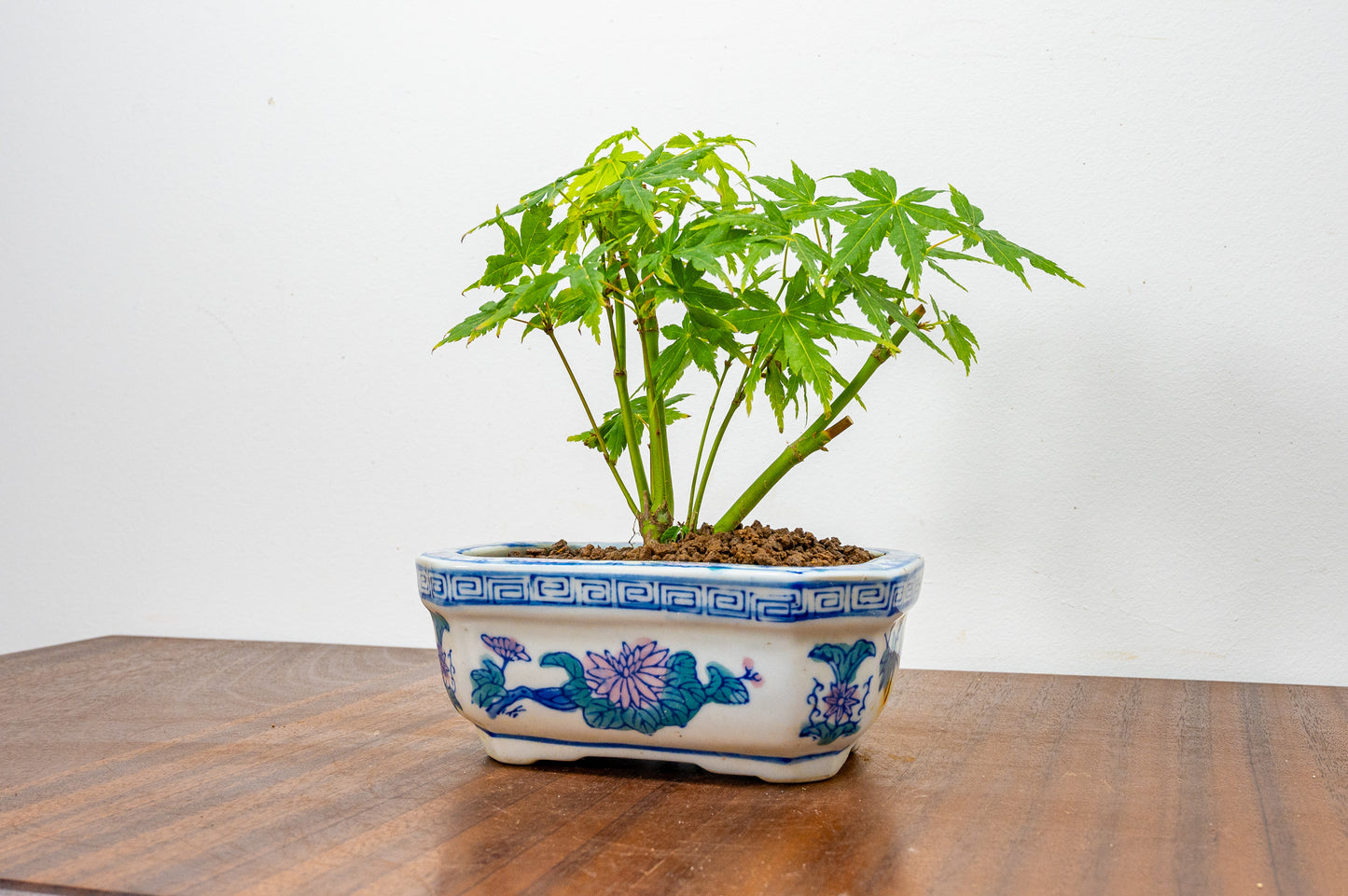 Japanese Maple Bonsai