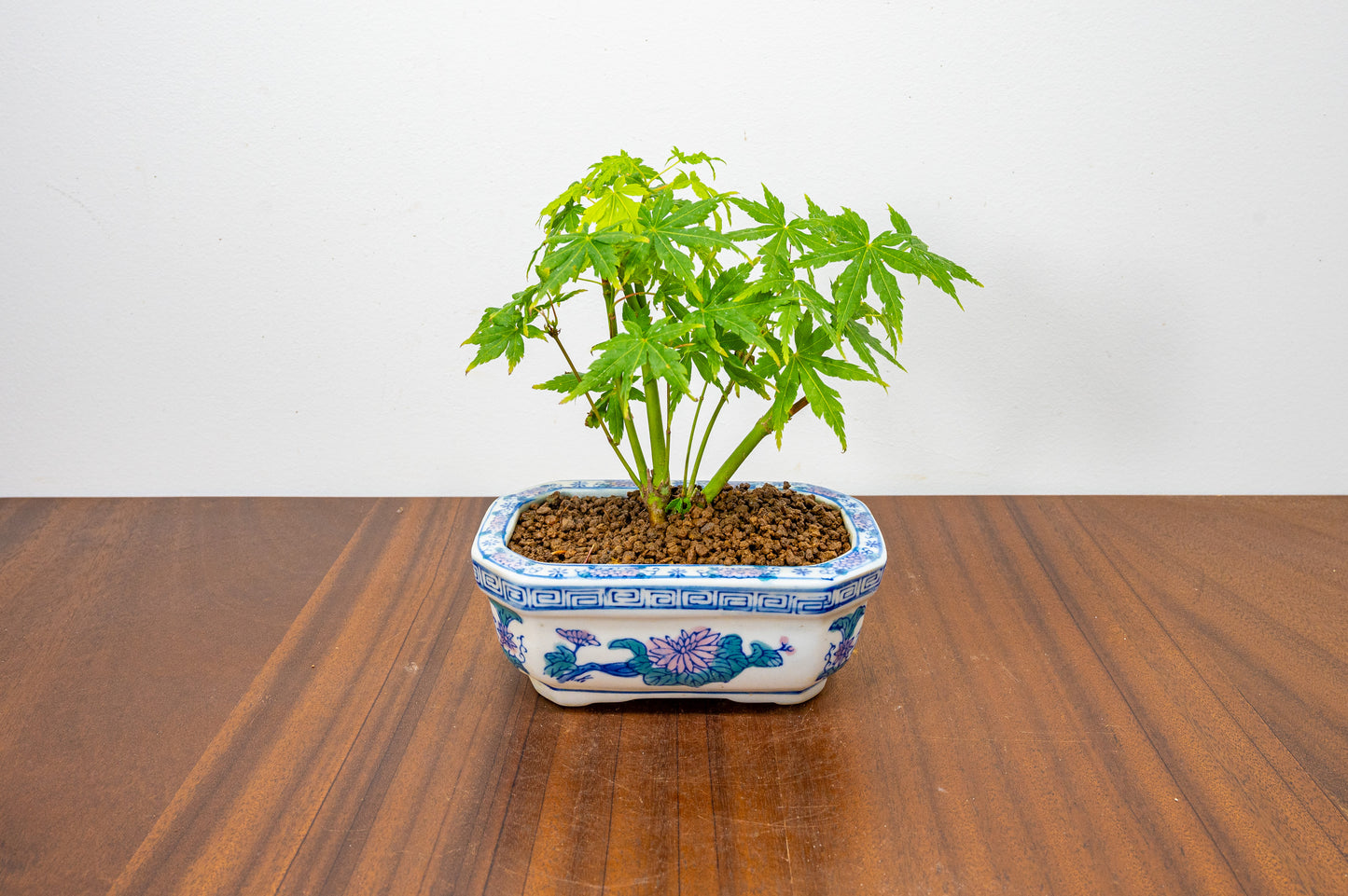 Japanese Maple Bonsai