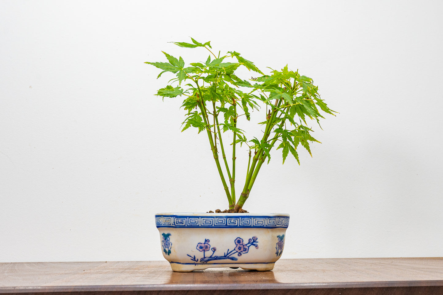 Japanese Maple Bonsai