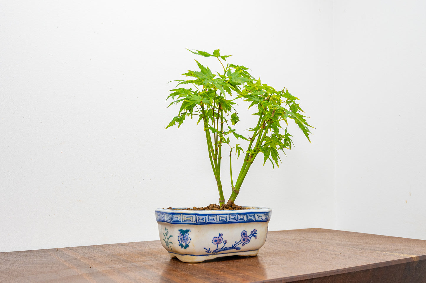 Japanese Maple Bonsai