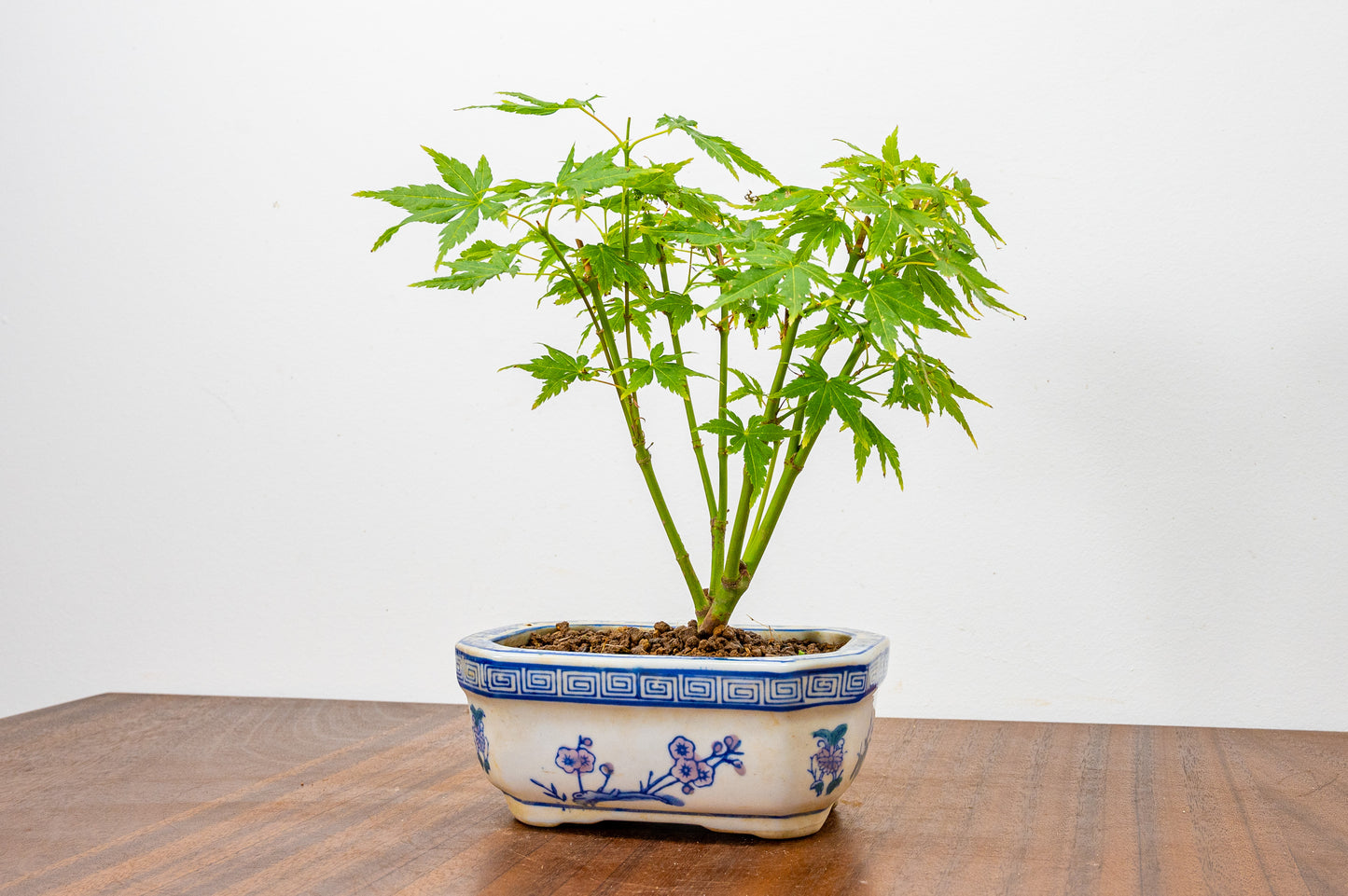 Japanese Maple Bonsai