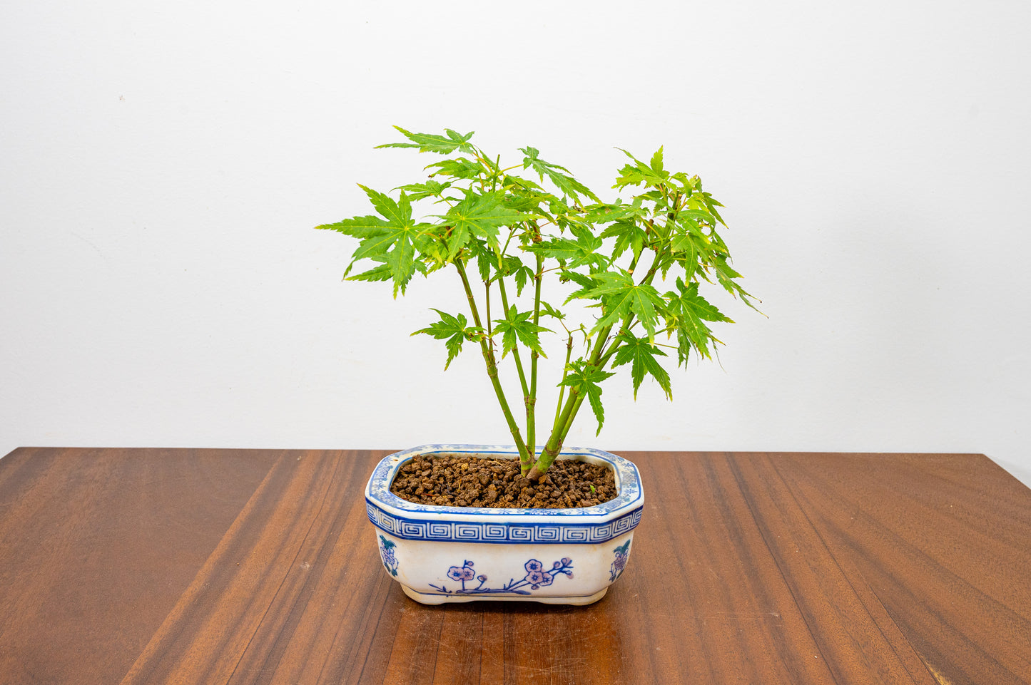 Japanese Maple Bonsai