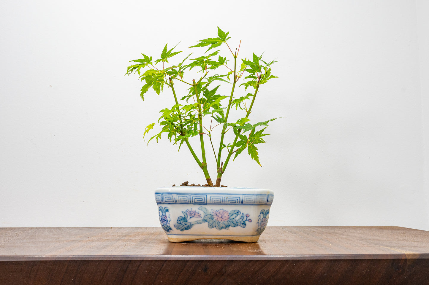 Japanese Maple Bonsai