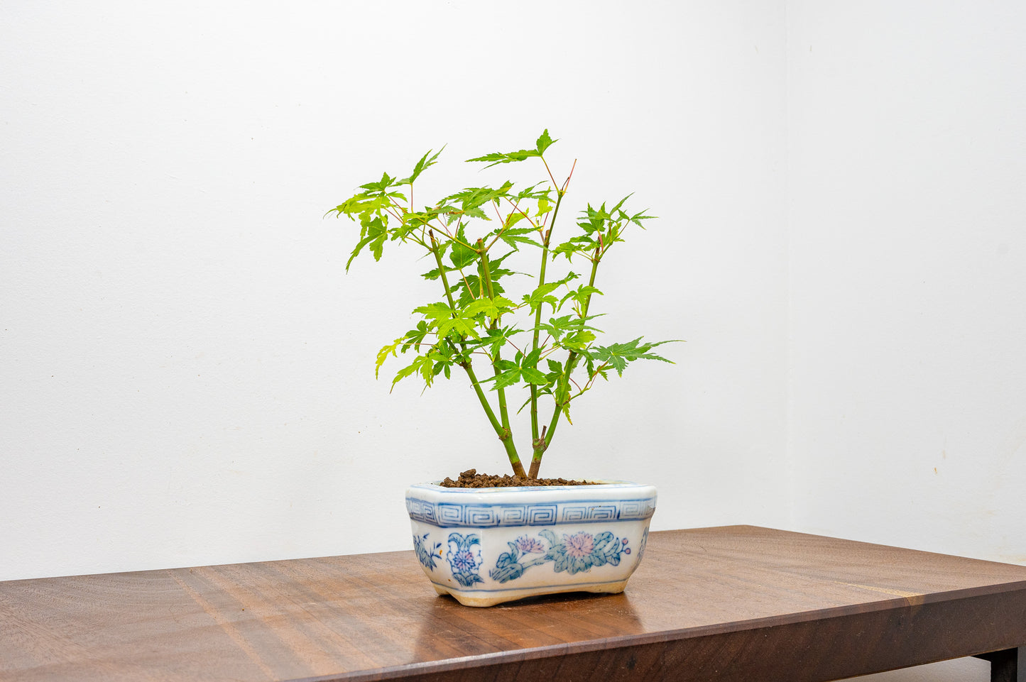 Japanese Maple Bonsai