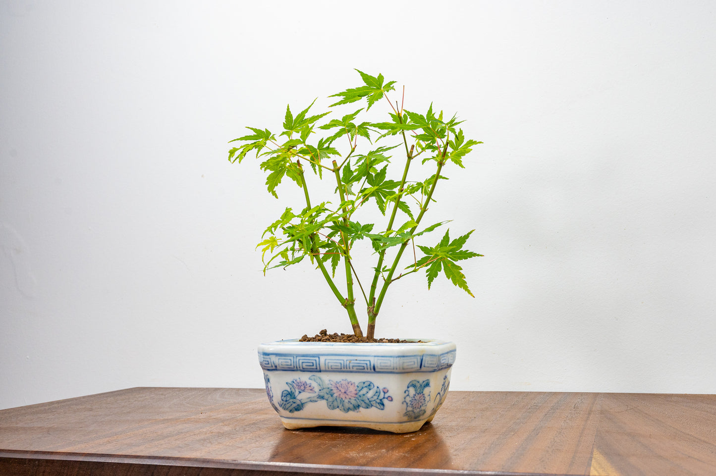 Japanese Maple Bonsai