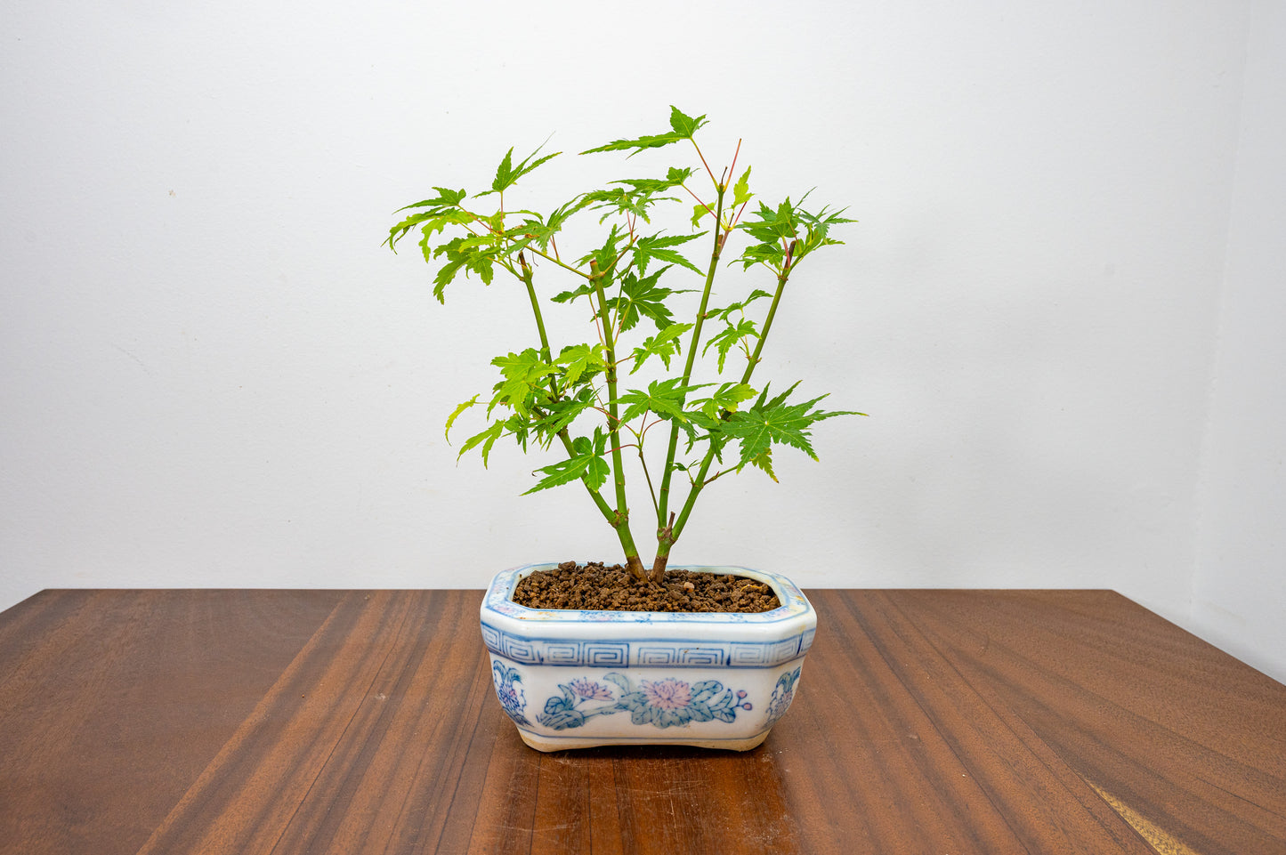 Japanese Maple Bonsai