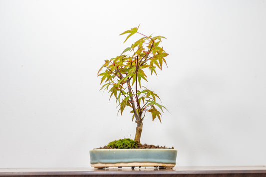 Deshojo Japanese Maple Bonsai