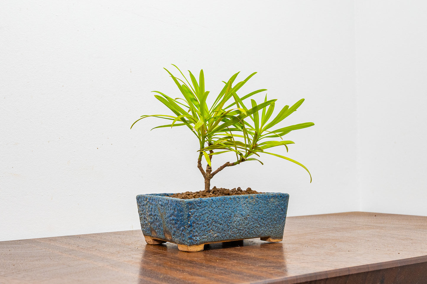 Buddhist Pine Bonsai  Starter - 12cm Blue Ceramic Pot